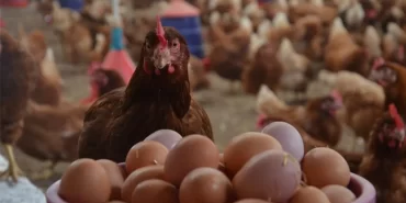 67bd6020cb59b855__w1200xh675