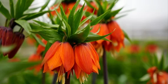 TERS LALE KOPARANA 577 BİN TL CEZA