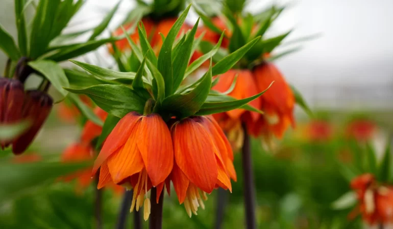 TERS LALE KOPARANA 577 BİN TL CEZA