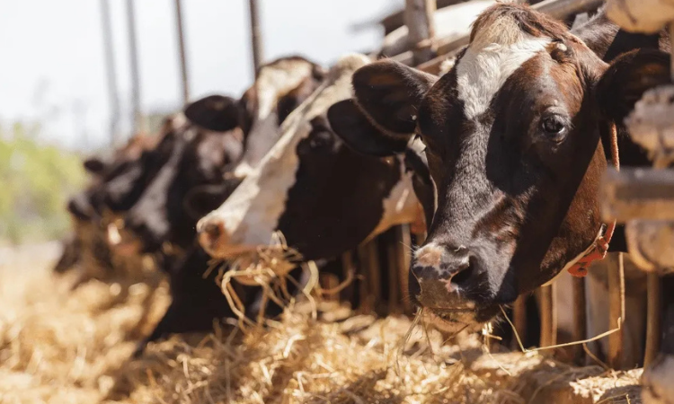 KURBANLIK ALIRKEN DİKKAT! İNTERNETTEN ALIŞVERİŞTE DOLANDIRICI TUZAĞI