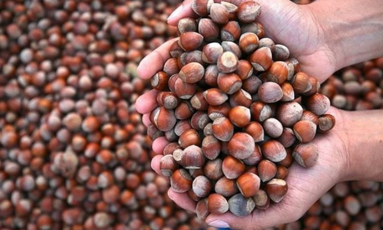 FINDIK DEVİ FİSKOBİRLİK İFLASIN EŞİĞİNDE: 87 YILLIK TARİH SATIŞA ÇIKIYOR