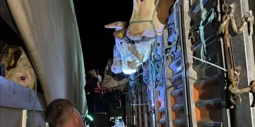 istanbula-kurbanlik-hayvan-girisleri-basladi