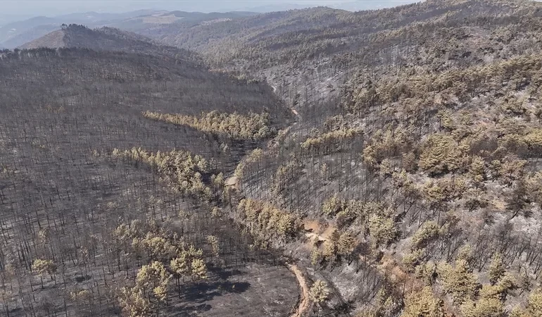 BURSA’DA ORMAN YANGINI FELAKETİ