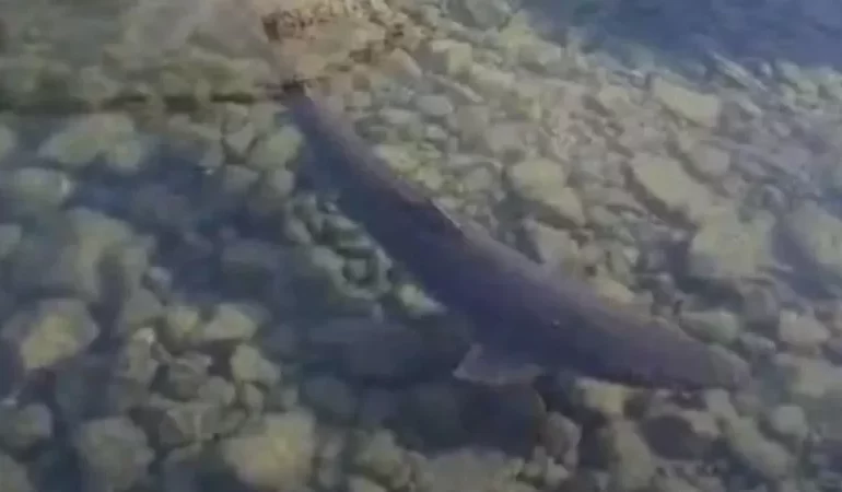 Kıyıda Büyük Balık Panigi